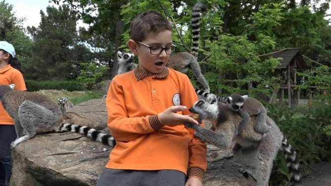 Öğrenciler Lemurları Elleriyle Besledi