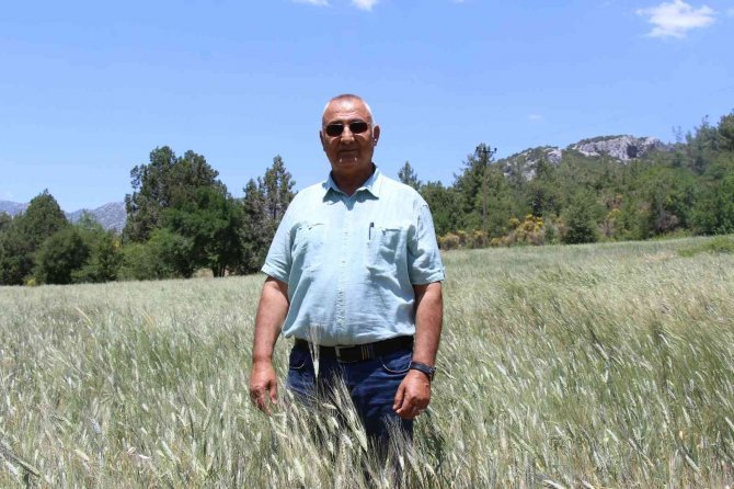 İ̇bradı’da Dağıtılan Ata Tohumları Hasada Hazır