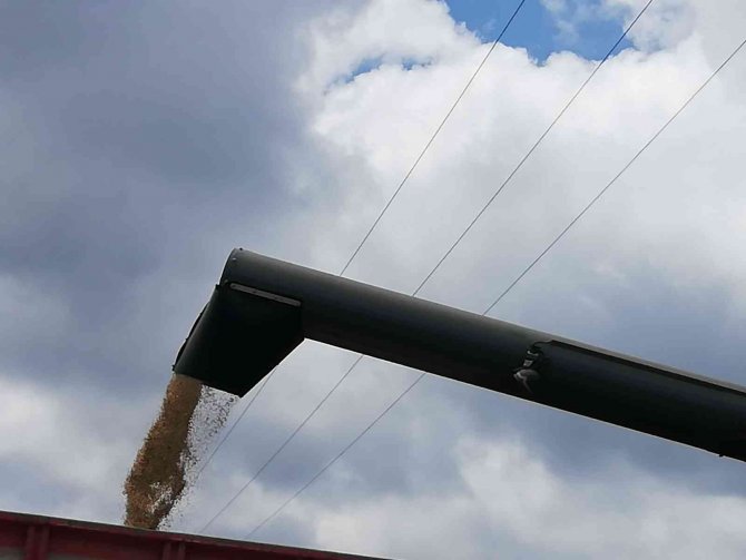 Manyas’ta Arpa Hasadı Başladı