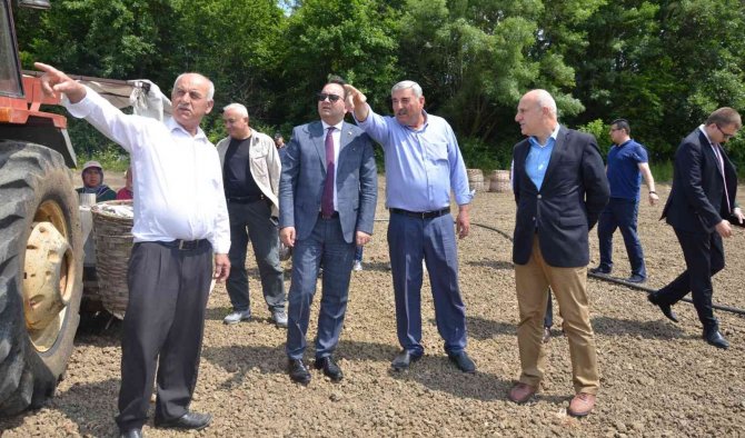 Bafra’da Tütün Fideleri Toprakla Buluştu