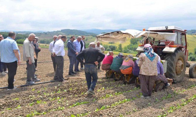 Bafra’da Tütün Fideleri Toprakla Buluştu