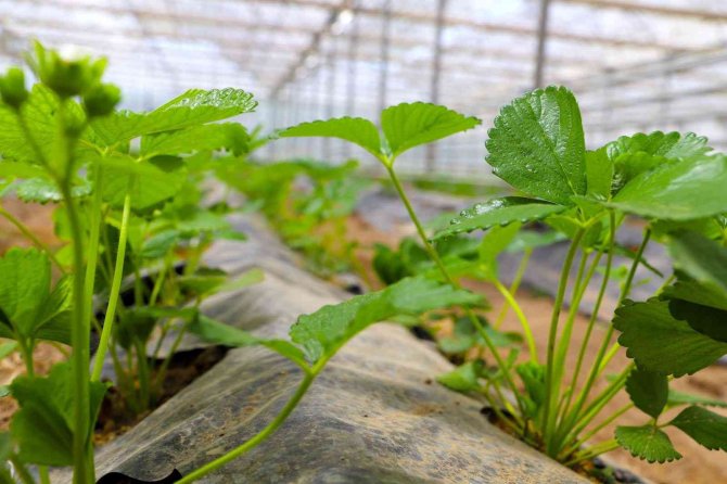 Yetişmez Denen Sivas’ta 4 Mevsim Çilek Yetiştirmeyi Başardılar