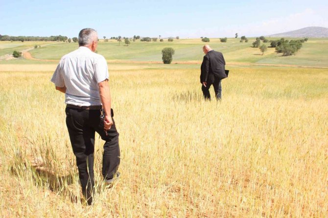İ̇lkbahar Yağışlarının Azlığı Kıraç Arazilerdeki Buğday Ve Arpayı Kuruttu