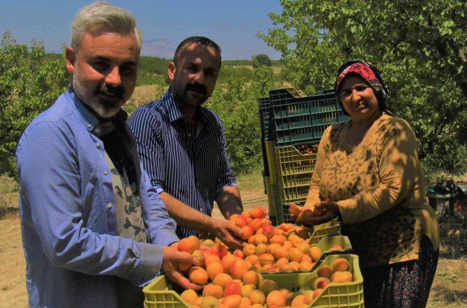 Kayısının Altın Yılı: Üreticinin Yüzü İki Kez Güldü