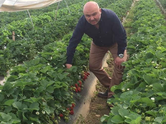 Uzun Süren Kış Ve Rusya-ukrayna Savaşı Çilek Üretimini Vurdu