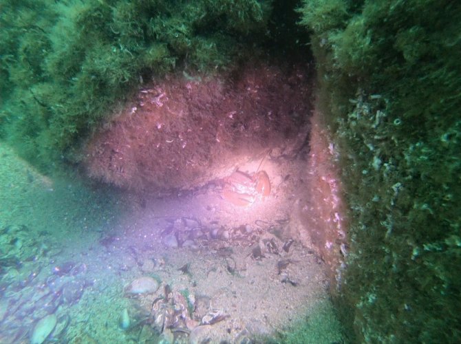 Yalova’da Deniz Polisi Ender Rastlanan Ahtapot Türünü Görüntüledi