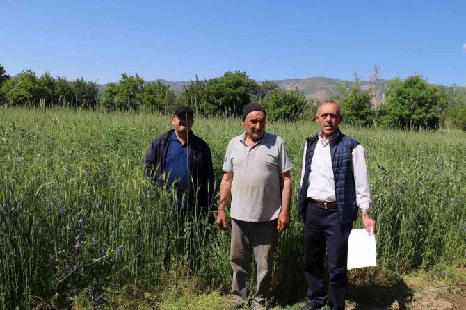 Yağışlar Yüz Güldürüyor, Hububatta Rekolte Artışı Bekleniyor
