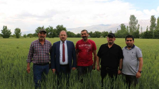 Yağışlar Yüz Güldürüyor, Hububatta Rekolte Artışı Bekleniyor