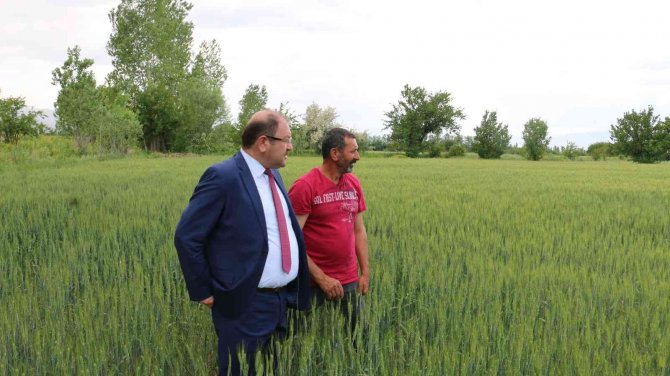 Yağışlar Yüz Güldürüyor, Hububatta Rekolte Artışı Bekleniyor