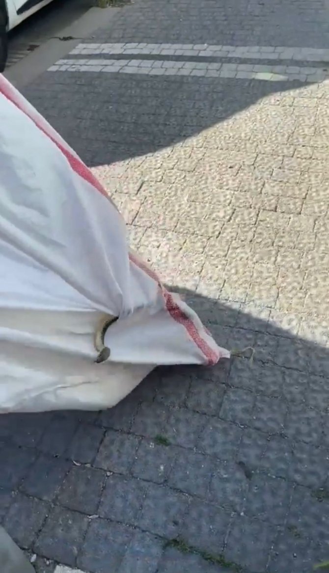 2 Metrelik Yılan, Korku Dolu Anlar Yaşattı