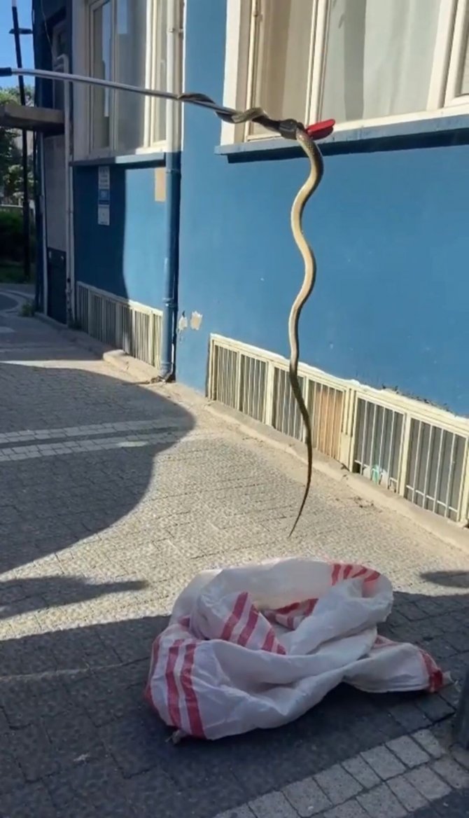 2 Metrelik Yılan, Korku Dolu Anlar Yaşattı