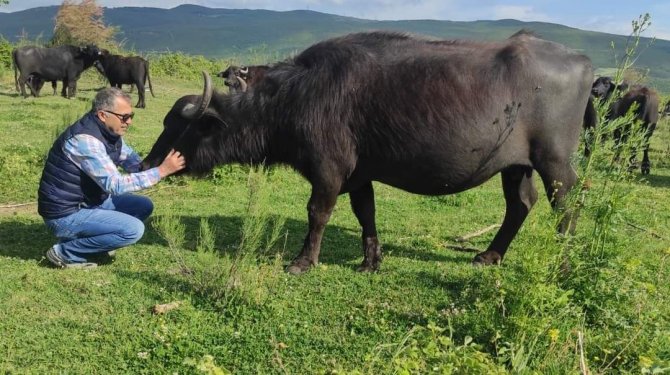 Bursa Uludağ Üniversitesi Ziraat Fakültesine Manda Hibesi