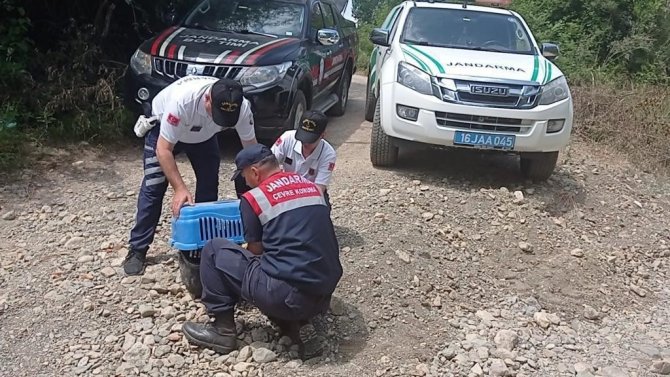 Bataklıkta Bitkin Düşen Ayı Yavrusunun İmdadına Jandarma Yetişti