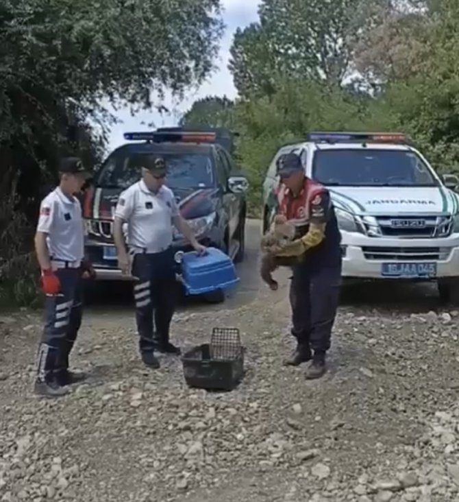 Bataklıkta Bitkin Düşen Ayı Yavrusunun İmdadına Jandarma Yetişti