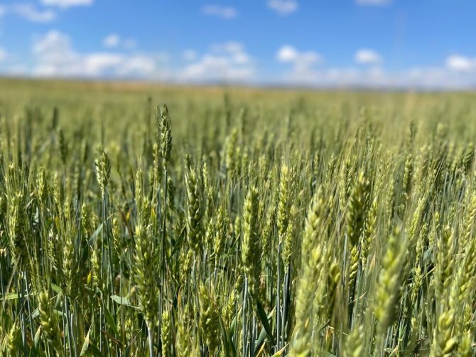 Açıklanan Hububat Fiyatları