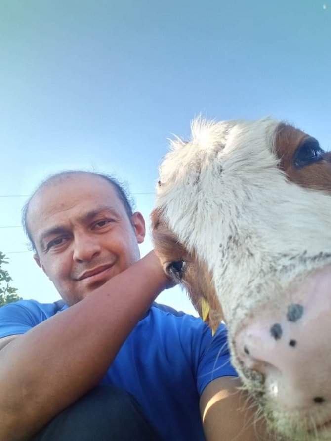 Yolda Bulduğu Buzağı Motosikletin Sepetine Atıp Karakola Götürdü