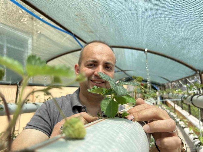 Atıl Malzemelerle Çilek Serası Kurdu