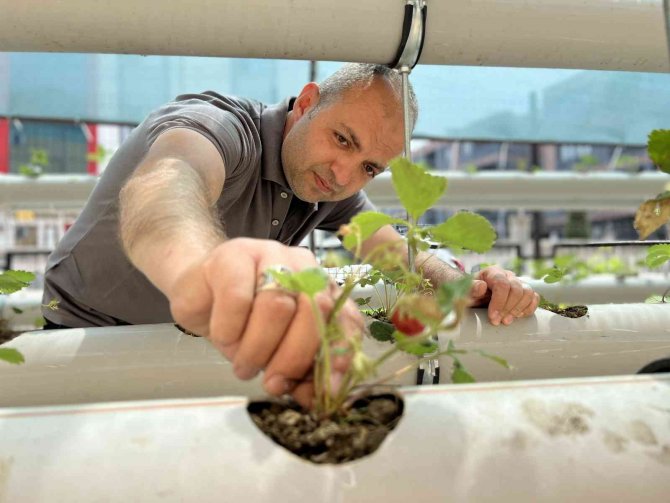 Atıl Malzemelerle Çilek Serası Kurdu