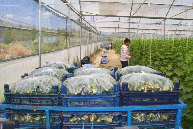 Elazığ’da 45 Derece Altında Salatalık Hasadı