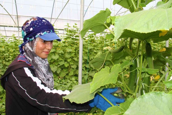 Elazığ’da 45 Derece Altında Salatalık Hasadı