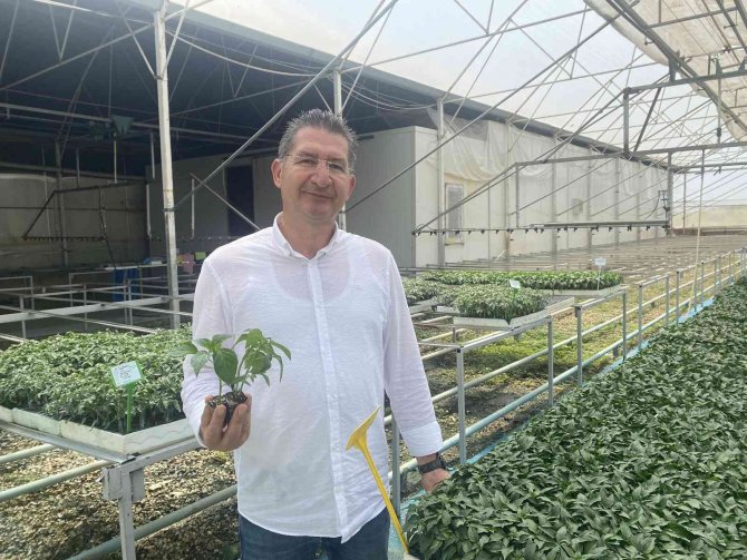 Yeni Sezonun Gözdesi Yine Domates Olacak