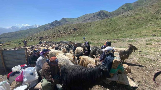 Hakkari’de 2 Bin Küçükbaş Hayvan Dağıtıldı
