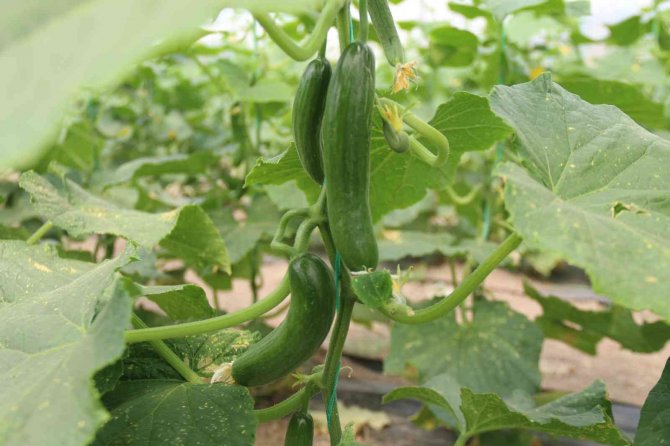 Hasadı Başlayan Salatalıkta Fiyat Ters Yönde