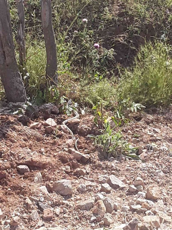 Kırıkkale’de 2 Metrelik Yılan Paniği