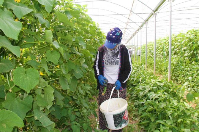 Elazığ’da 45 Derece Altında Salatalık Hasadı