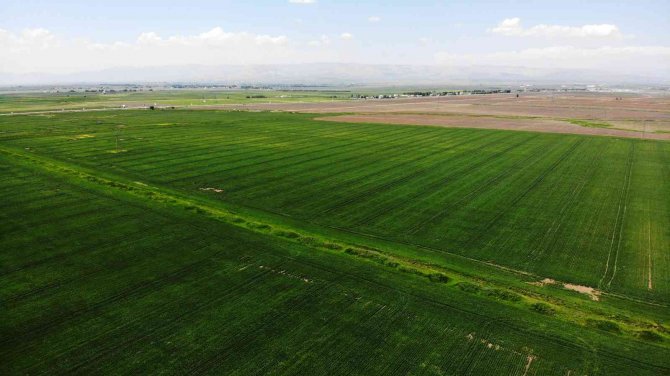 Muş’ta Buğday Ve Arpadan Ekonomiye 2 Milyar 547 Milyon Tl Katkı Bekleniyor