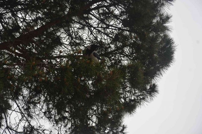 Ordu’da Kargalar Sürü Halinde Vatandaşları Kovaladı