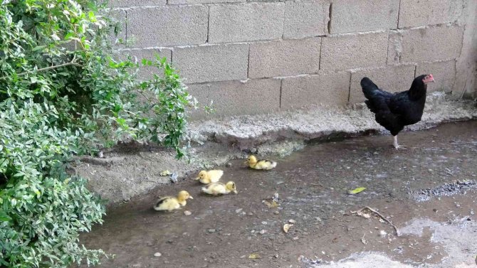 Ördek Yavrularına Annelik Yapan Tavuk