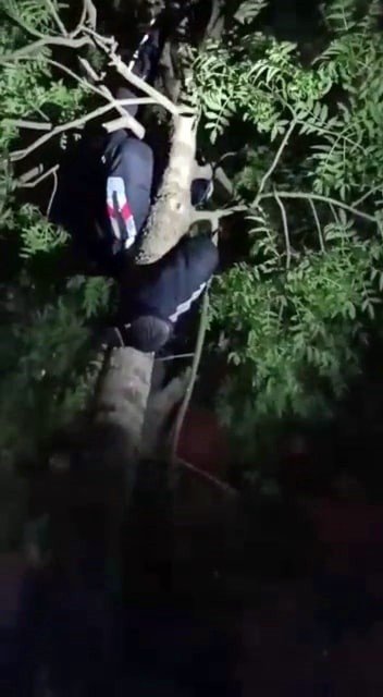 Çıktığı Ağaçtan İnemeyen Yavru Kedi İçin Seferber Oldular