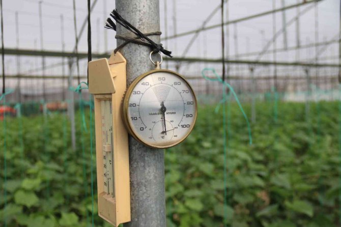 Hasadı Başlayan Salatalıkta Fiyat Ters Yönde