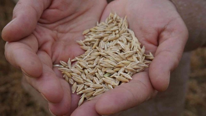 Arpanın Merkezi Edirne’de Verim Üreticinin Yüzünü Güldürüyor