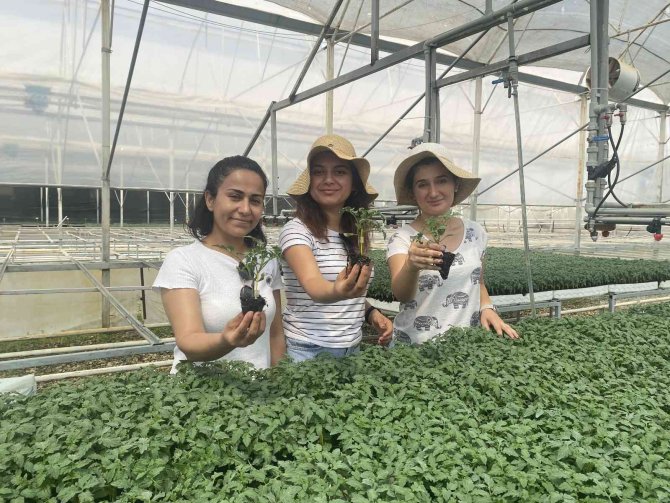 Yeni Sezonun Gözdesi Yine Domates Olacak