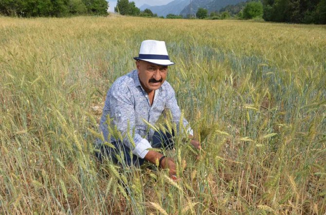 Ekilmeyen Tarım Arazileri Ata Tohumuyla Yeşerdi