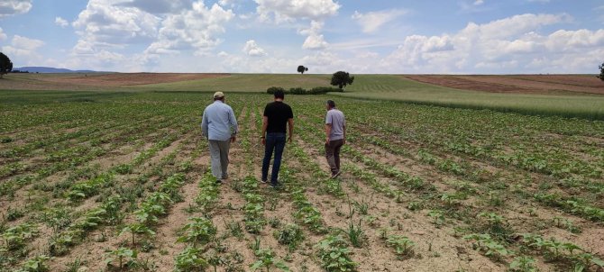Altıntaş’ta Nohut Ve Ayçiçeği Tohumlarının Hastalık Ve Zararlı Kontrolleri Yapıldı