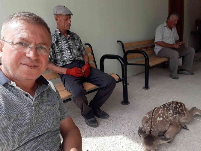 Nallıhan’da Saldırıya Uğrayan Yavru Ceylan Vatandaşlar Tarafından Kurtarıldı