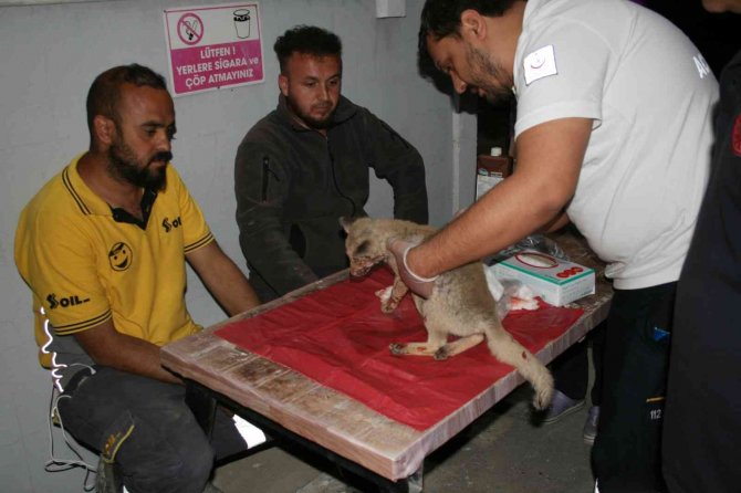 Çarptığı Yavru Tilkiyi 112 Acil Servis İ̇stasyonuna Götürdü