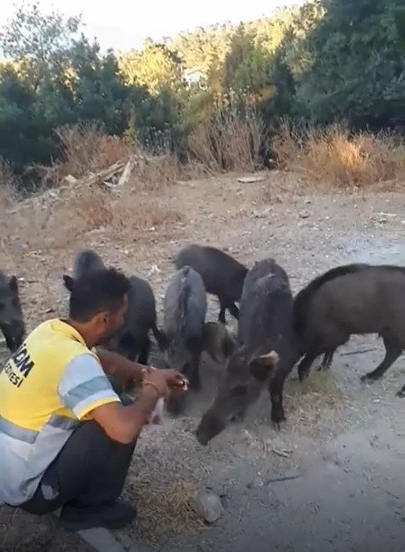 Belediye İşçisi, Yaban Domuzlarını Elleriyle Besledi