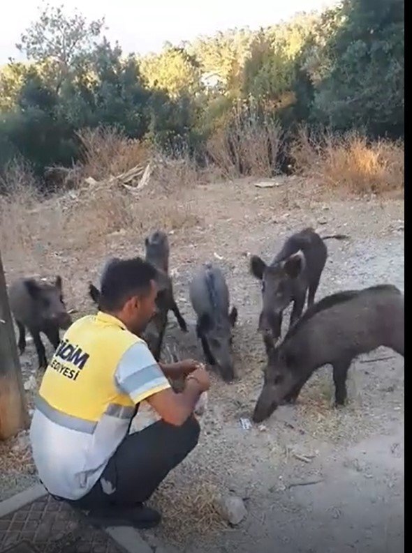 Belediye İşçisi, Yaban Domuzlarını Elleriyle Besledi