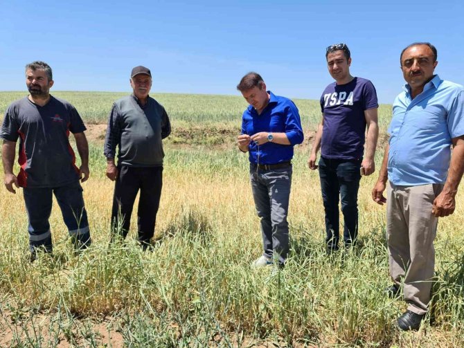 Sağanak Yağış Ve Dolu Ekili Tarlaları Vurdu