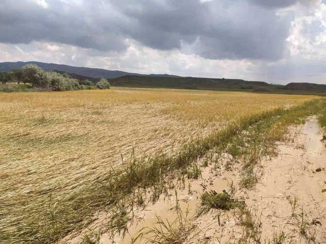 Sağanak Yağış Ve Dolu Ekili Tarlaları Vurdu