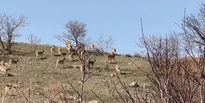 Elazığ’da Yaban Keçi Sürüsü Görüntülendi