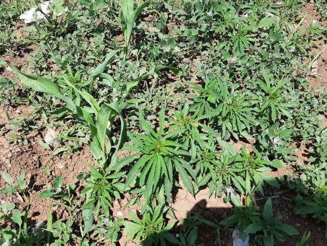 Mısır Tarlasına Ekili 900 Kök Kenevir Ele Geçirildi