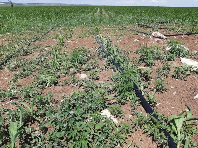 Mısır Tarlasına Ekili 900 Kök Kenevir Ele Geçirildi