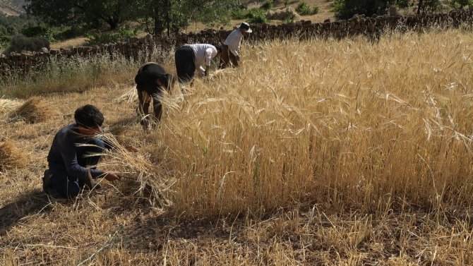 Derecik’te Yılın İlk Bereketli Buğday Hasadı Sevindirdi