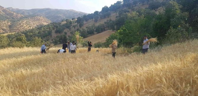 Derecik’te Yılın İlk Bereketli Buğday Hasadı Sevindirdi