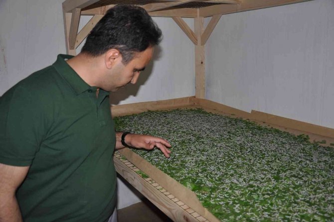 Kadın Girişimci, İpek Böcekçiliği İşine Öncülük Etti